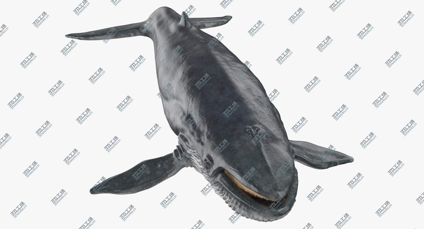 images/goods_img/2021040235/3D Blue Whale/2.jpg